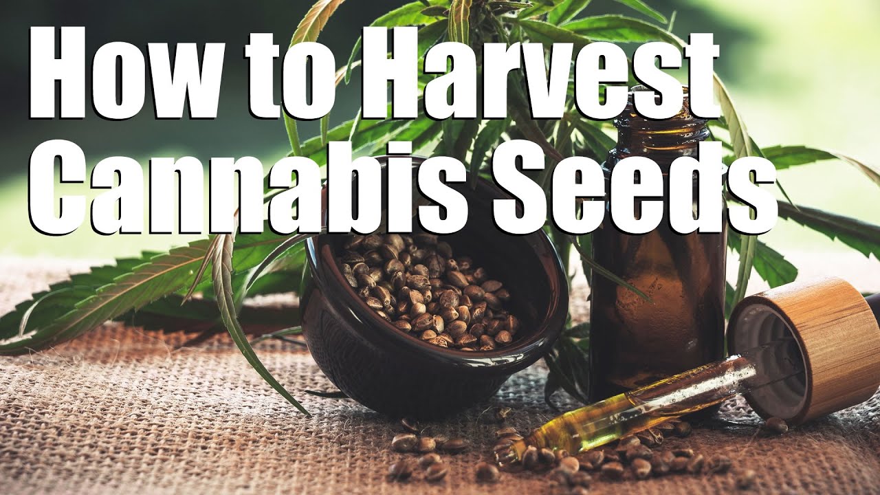 Harvesting Cannabis Seeds