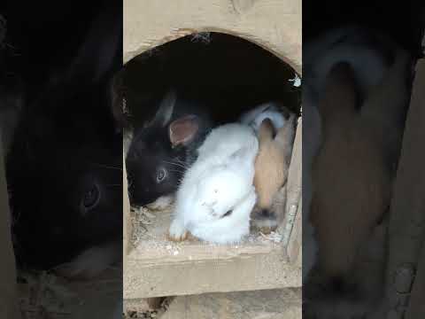 Кролики❤❤❤ #забавныеживотные #сафарипарк #funnyanimals #rabbit #bunny #wildanimals #zoo #bunnies