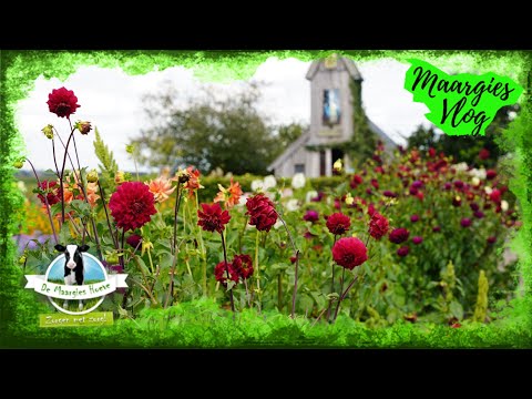 VLog 236, 22 Augustus 2025