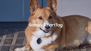 Galaxy SmartTag: Keeping tabs on your furry friend