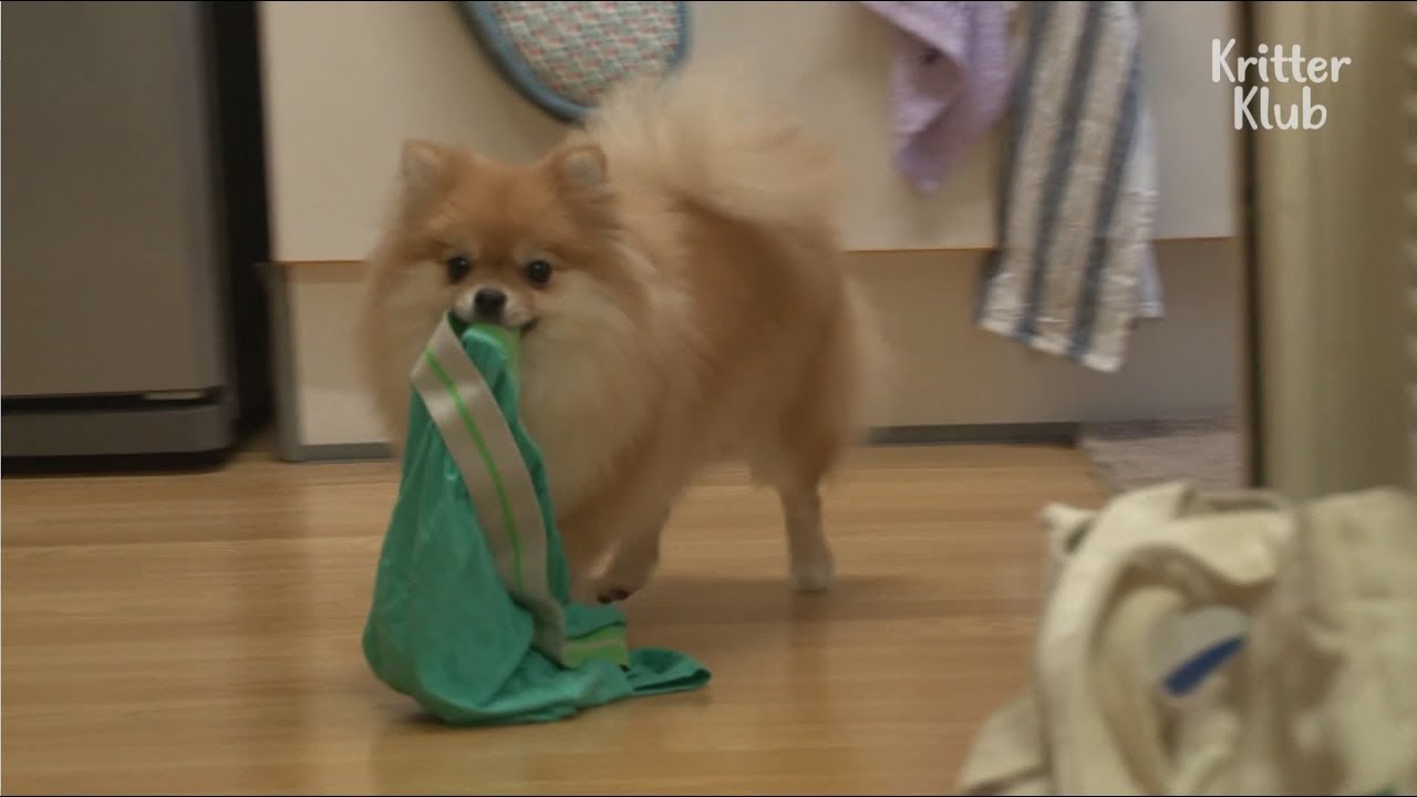 Dog Is Obsessed With Her Owner's Underwear Kritter Klub YouTube