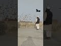 Pigeonsshortkabootar