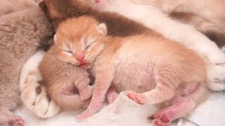 Kitten Guitar sleeping soundly looks so sweet