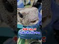 成長しすぎて大きくなりすぎた