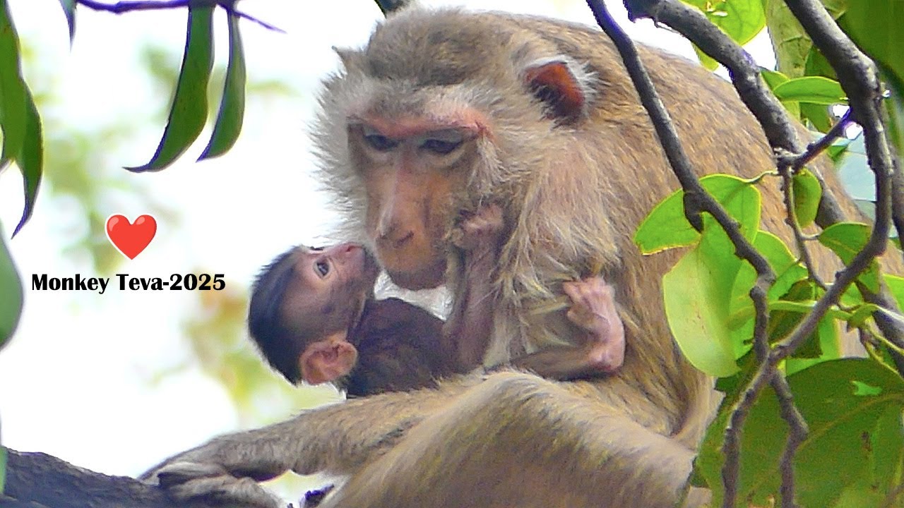 Congratulations to Mother Teva on Welcoming Her New Baby in 2025.