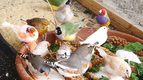 1 Hour of Mixed Aviary Birds - Gouldian Finch, Carary, Quail, Zebra Finch and more!