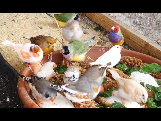 1 Hour of Mixed Aviary Birds - Gouldian Finch, Carary, Quail, Zebra Finch and more! class=