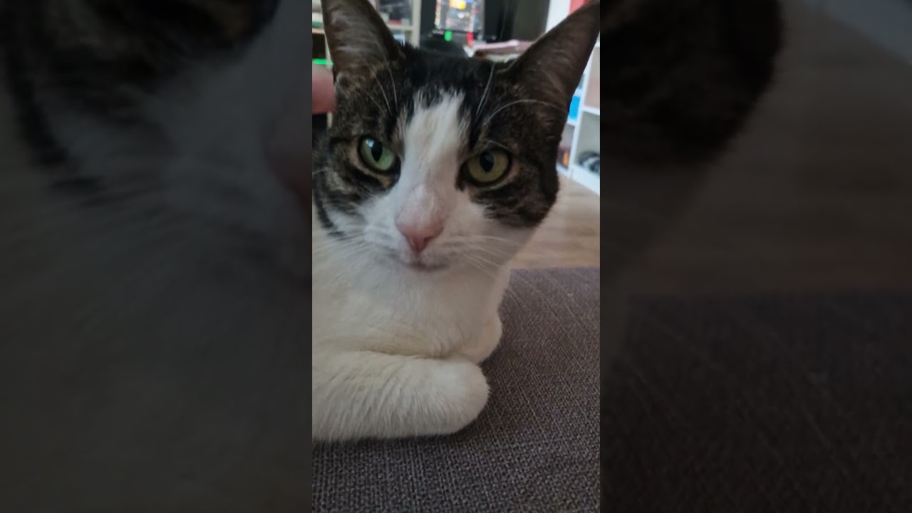 😻 Meine Katzen passen auf mich auf während ich krank bin 🐾