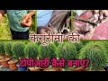 माली ने कर के दिखाया कैसुरीना की टॉपियारी कैसे बनाते हैं // Casuarina Topiary making Technique