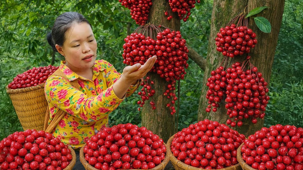 How to Harvest Mulberries for Sale on the Market - Care Gardening - Cooking | Trieu Mai Huong