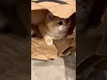 ابن الضايعة اللي طلبيته ضايعة😂😂 #لايك #cat