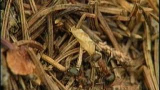 Download Lagu LAGU DAERAH PAPUA | COCONUTS BAND | YANG TELAH BERLALU MP3