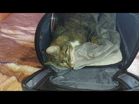 Wideo: Jak leczyć ropień u kota: 11 kroków (ze zdjęciami)