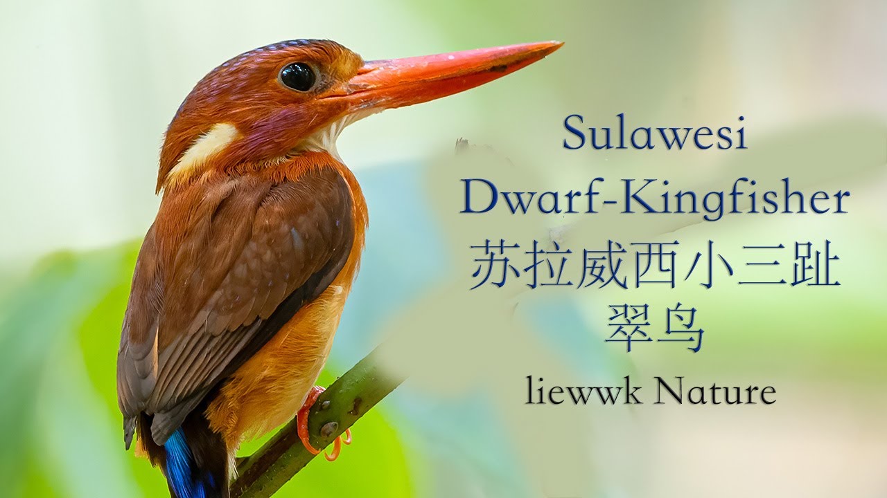 Alcedinidae Series Kingfisher 翠鸟科 Liewwk Nature Liewwk Nature Alcedinidae Series Kingfisher 翠鸟科 Liewwk Nature Liewwk Nature