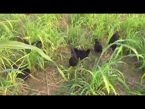 Pure natu Kodi farm