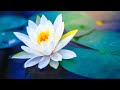 Relaxing Music 24/7, Meditation Music, Reiki Music, Healing, Stress Relief Music, Study, Sleep, Zen