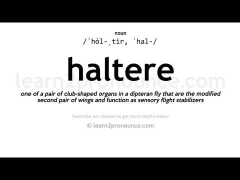 Произношение Haltere | Определение Haltere