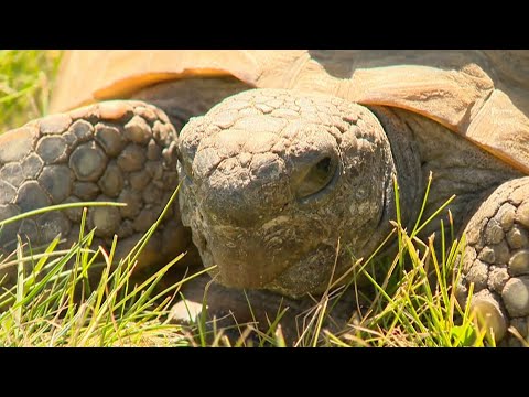 Iconic Nova Scotia tortoise 'Gus' celebrates 99th birthday