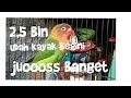 Balibu 2,5 bulan bisa untuk pancingan lovebird baby dan dewasa ngekek panjang