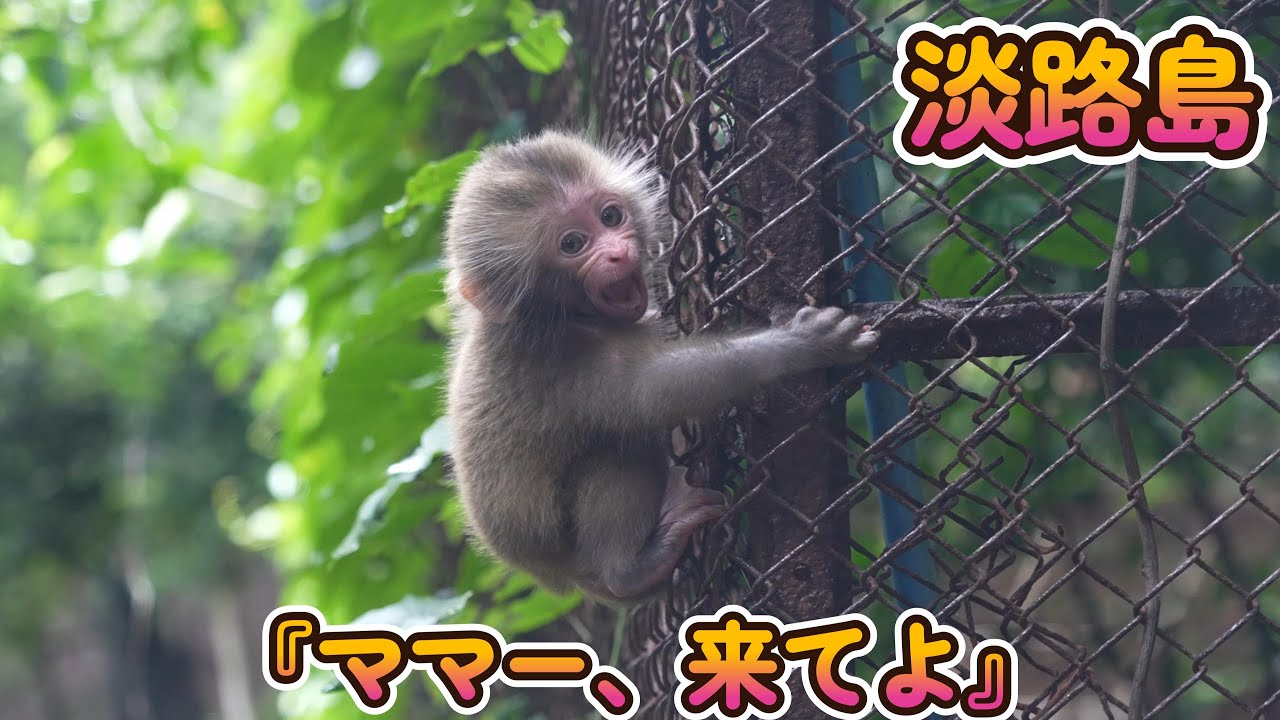 【赤ちゃん・ニホンザル・４K動画】『ママ―、来てよ！』ニホンザルの家族の特性について