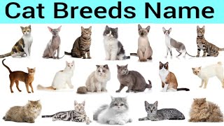 Cat breeds name || Different types of cat  breeds name in English || cat breeds vocabulary for kids.