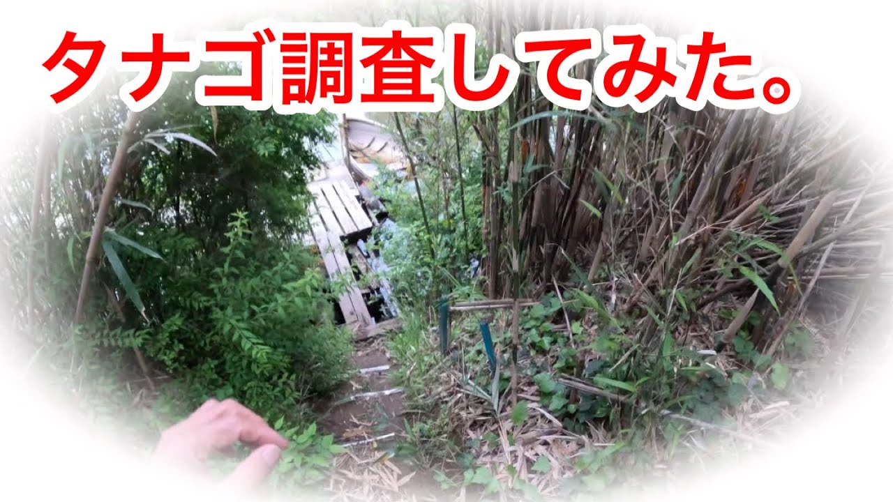 タナゴ調査してみた」 #タナゴ - YouTube