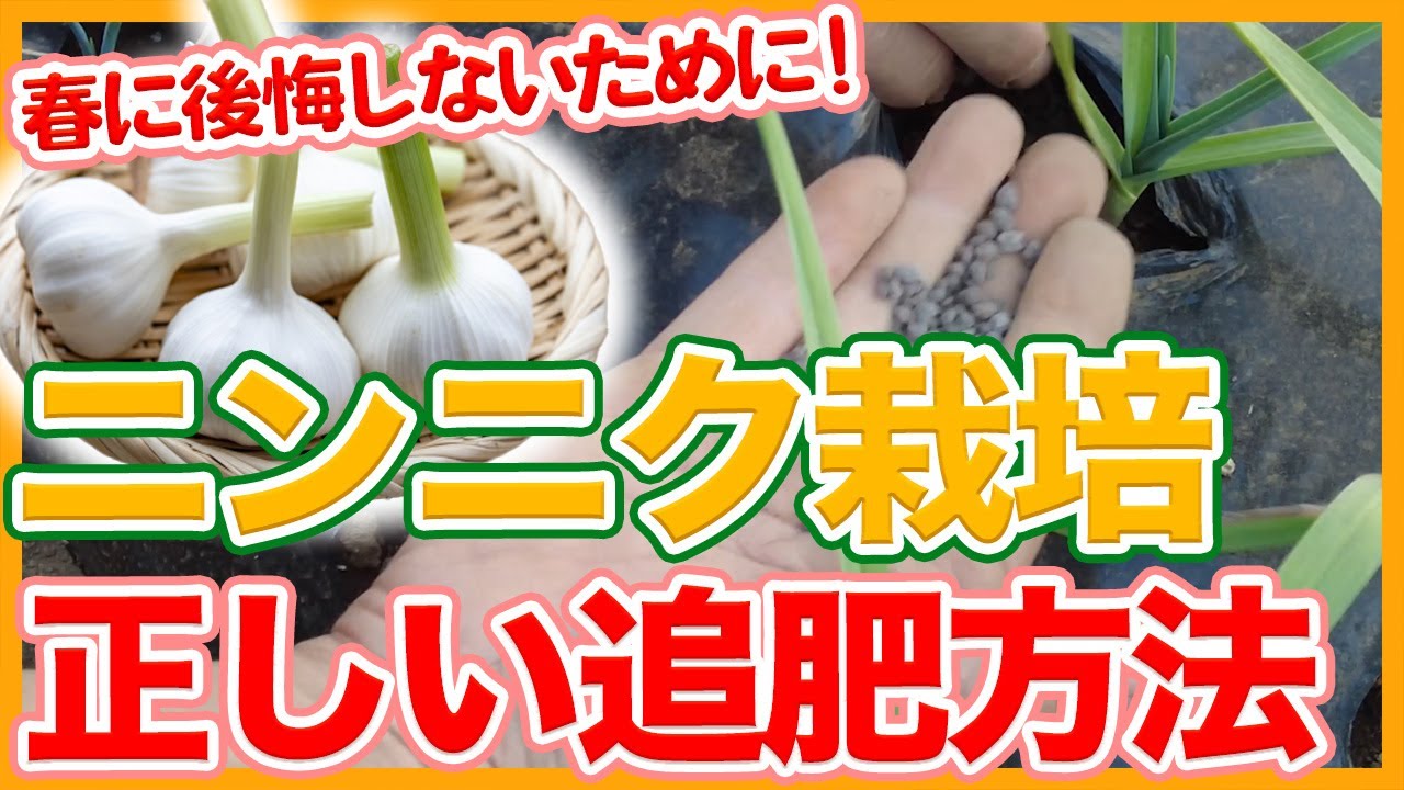 家庭菜園や農園のニンニク栽培で春後悔しないために！ニンニクを大きく育てる正しい追肥方法を徹底解説！/Garlic cultivation tips from a Japanese Farmer.