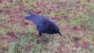 Crow is eating peanuts and hiding them