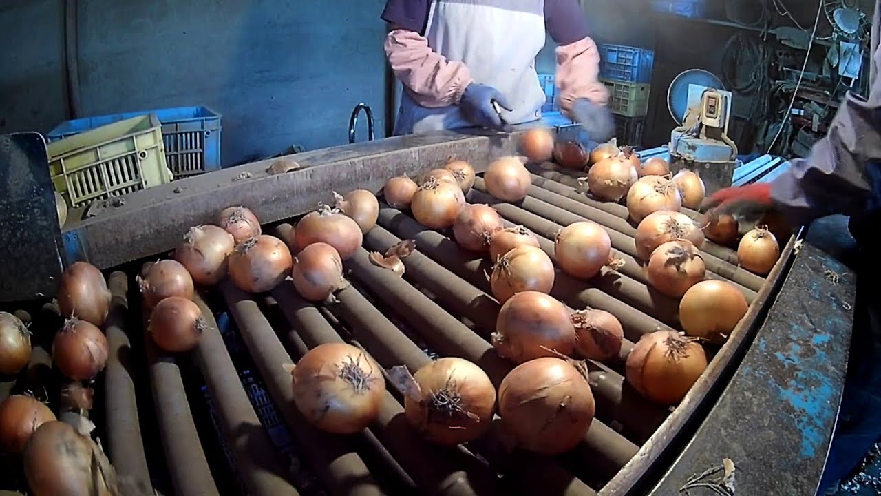 Onion Planting Harvesting and Processing in Factory Success Of Onion Farming In Japan YouTube