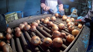 Onion Planting Harvesting and Processing in Factory - Success Of Onion Farming In Japan