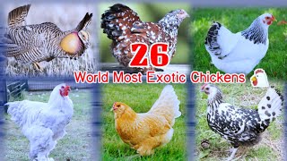 26 WORLD MOST EXOTIC CHICKEN BREEDS | LEARN ALPHABET | POULTRY | EXOTIC CHICKEN
