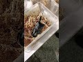 This species is very Creepy 😱😨😱 #shorts #satisfyingvideo #insects