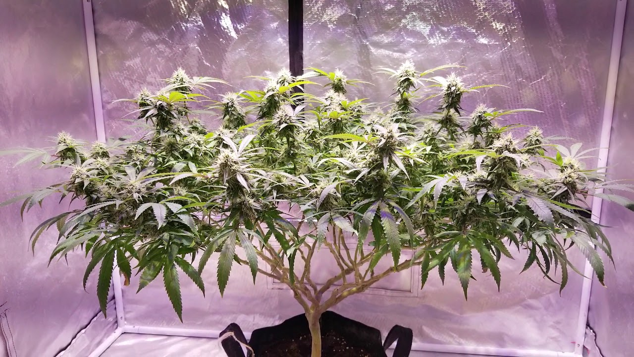 TRUESUN 300 LED GROW LIGHT DAY 28 OF FLOWER MEDICAL CANNABIS GROW LOG