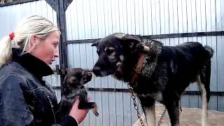 Выбираем щенка 07.09.2014 Выбираем щенка 07.09.2014