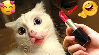 Funnycat Dancing To Girlfriend Green Screen