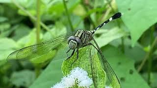 Dragonfly , Macro Videography,Capung,