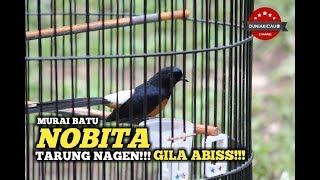 DUNIA KICAU : MURAI BATU NOBITA NAGEN ABISS!!!