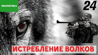 С волками жить? Главный хищник Казахстана на грани исчезновения | Экологика