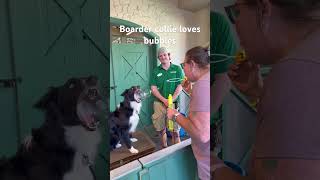 Border collie loves bubbles ￼ at Busch Gardens, Williamsburg