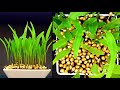 Corn growing time lapse - 12 days