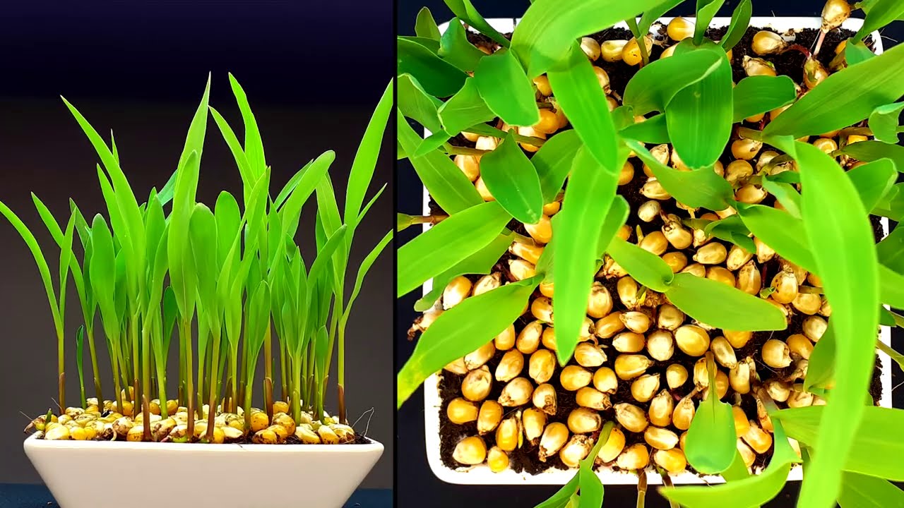 Corn growing time lapse 12 days YouTube