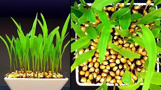 Corn growing time lapse - 12 days