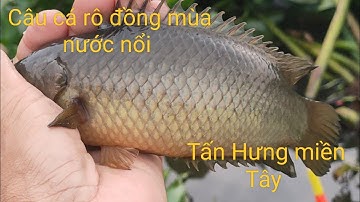 Tập - 48 - Câu Cá Rô Đồng - Trúng Ngay Con Nước Về Câu Được Nhiều Cá Rô Mê @tanhungmientay.