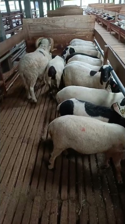 Breeding Domba Garut Dengan Sistem Koloni
