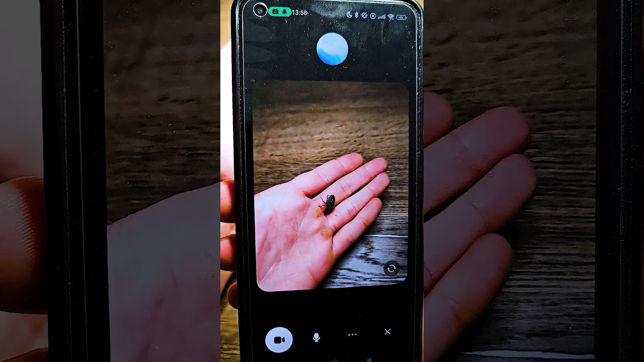 Showing My Pet Bug To Chat GPT