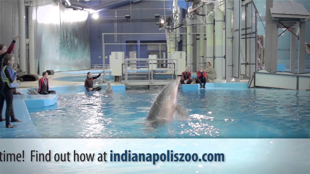 indianapolis zoo dolphin dome