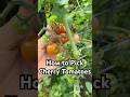Cherry Tomato Harvest Tips #gardening #tomatoplants #tomatoes #growyourownfood #growvegetables