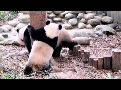 🐼熊妈萌萌与女儿玩捉迷藏, 好欢闹😍Mom Panda MengMeng Playing With Her Daughter, Hilarious