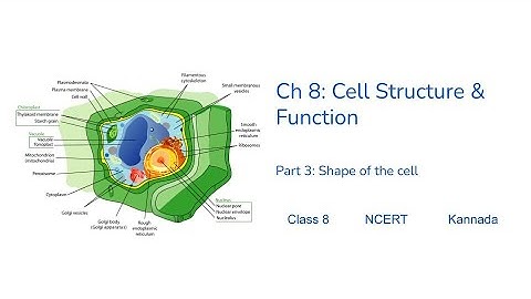 Class8- Science - Chapter8– Cell Structure and Functions - Part03 - Shape of the Cell#NCERT #Kannada