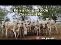 FEIRA DO GADO DE CARUARU PE TERÇA FEIRA 26/01/2021 (Arroba do boi gordo saindo a 280)